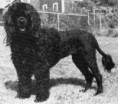 Cão de Água Português
